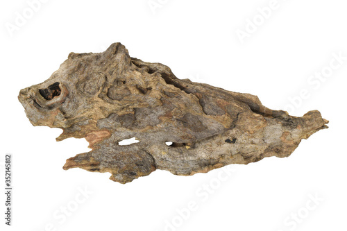 Driftwood or aged wood isolated on white background with clipping path. Closeup piece of driftwood shaped like boar spirit for aquarium.