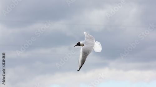 A white gull flies fast in the sky against the background of wires