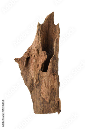 Driftwood or aged wood isolated on white background with clipping path. Closeup piece of driftwood for aquarium.
