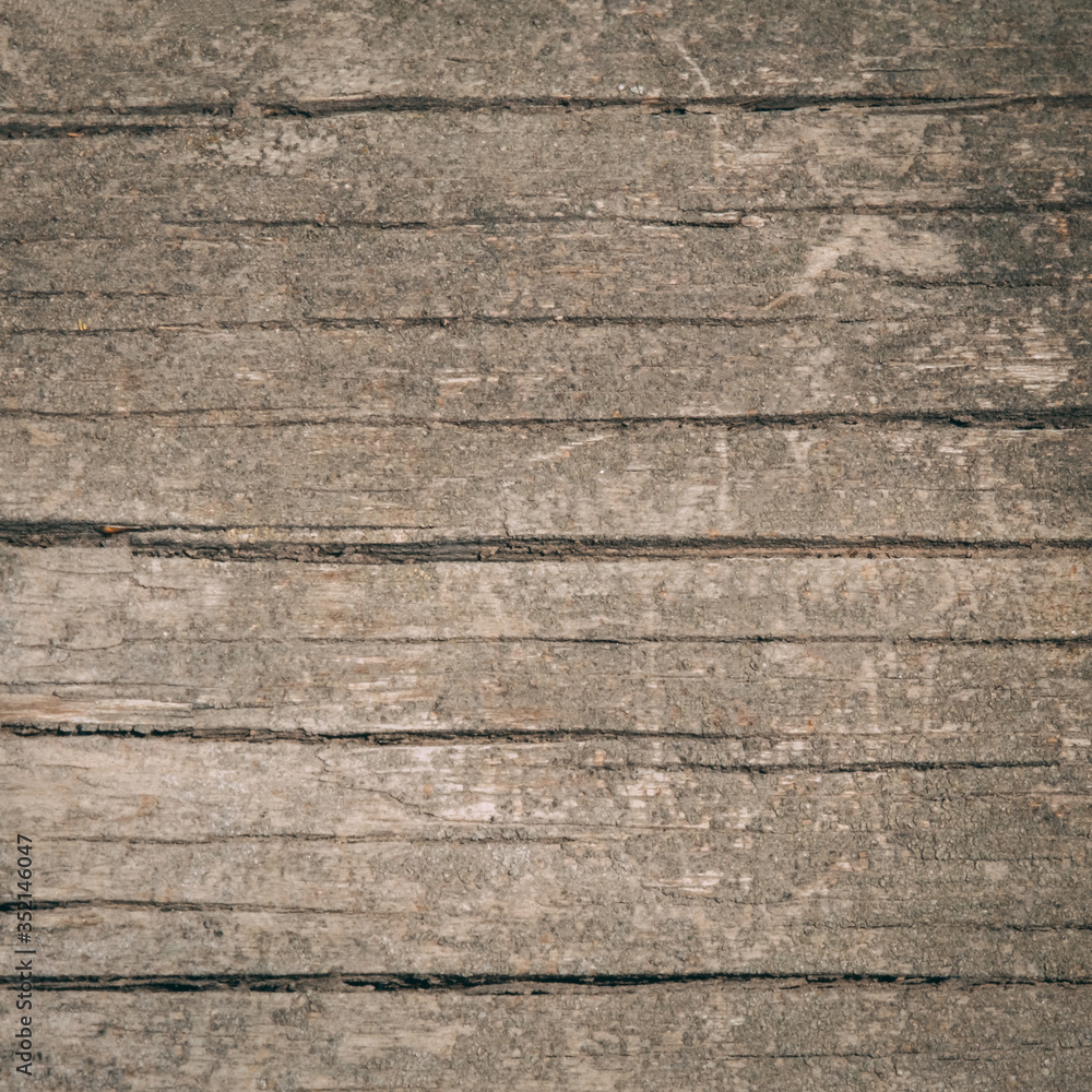 Close-up Wood texture of cut tree trunk, old log background
Close-up Wood texture of cut tree trunk, old log background