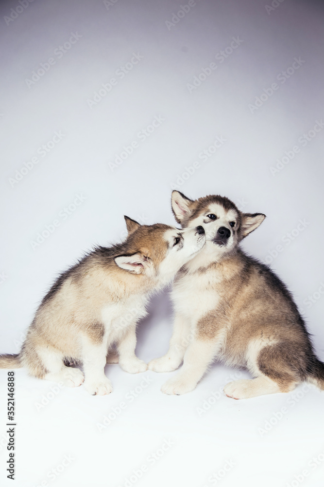 Malamute dog puppies studio white background