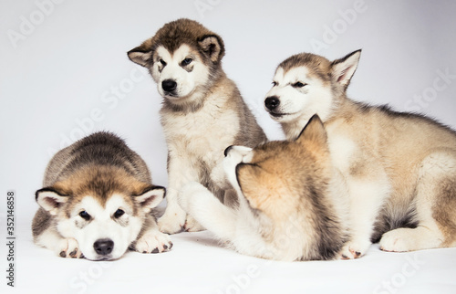Malamute dog puppies studio white background