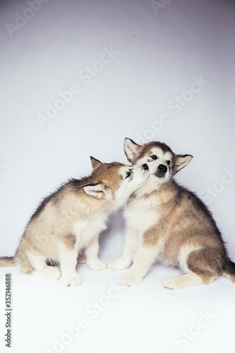 Fototapeta Naklejka Na Ścianę i Meble -  Malamute dog puppies studio white background