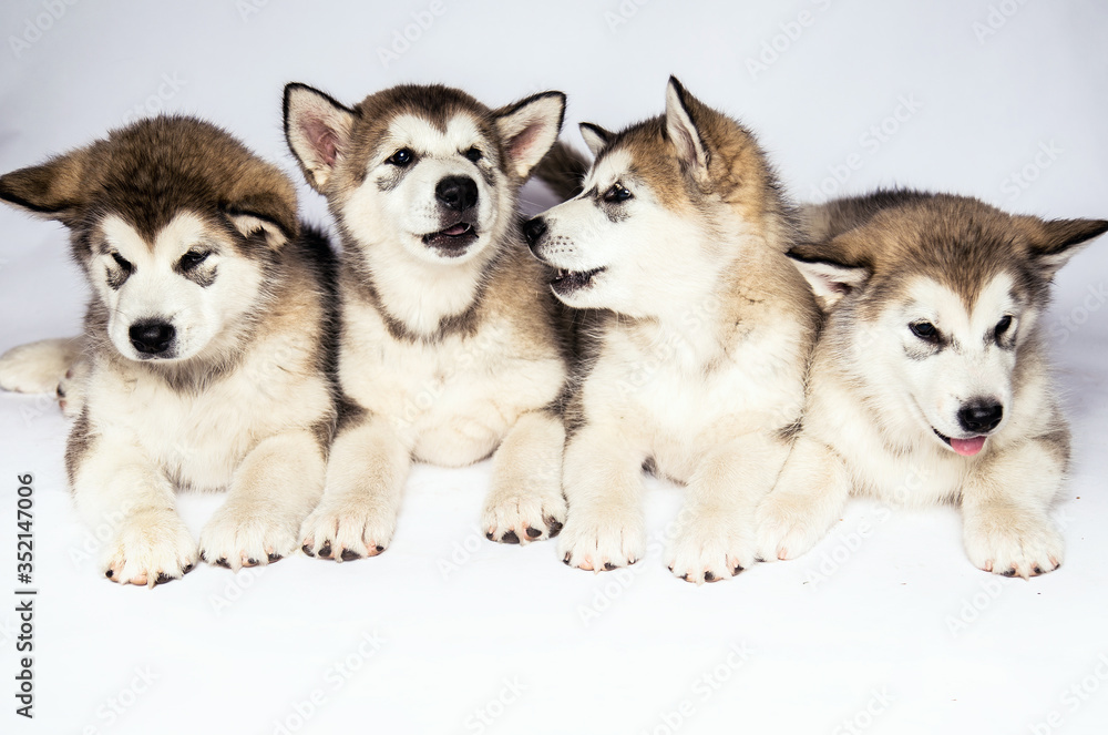 Malamute dog puppies studio white background Malamute dog puppies studio white background