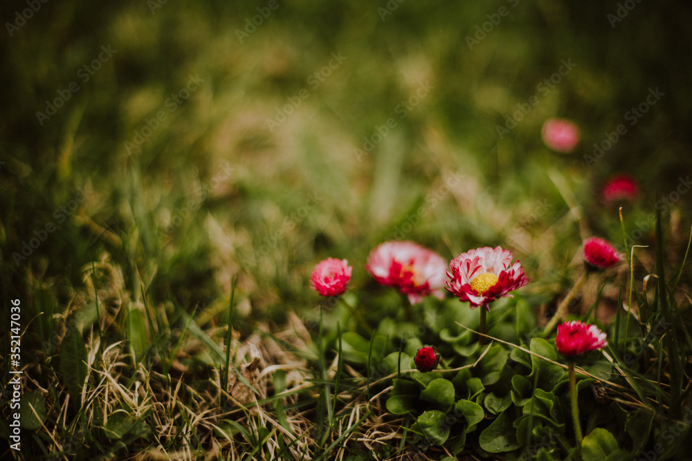 Pink - white flowers on a green glade, beautiful natural background Pink - white flowers on a green glade, beautiful natural background