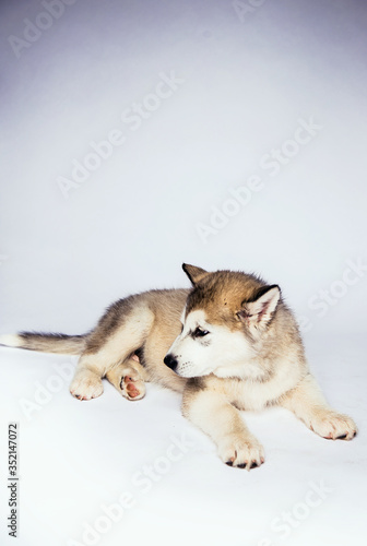 Malamute dog puppy studio white background
