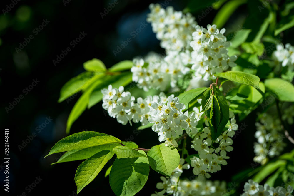 Blooming bird cherry tree in the garden. Selective focus. Blooming bird cherry tree in the garden. Selective focus.