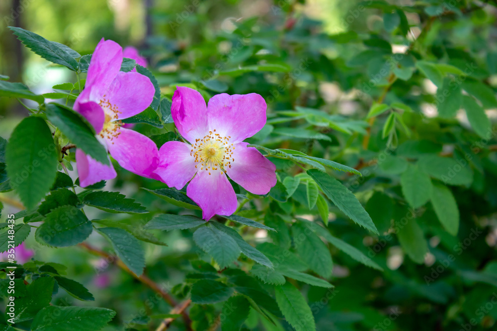 Medicinal rosehip flowers on a background of bright foliage. Medicinal rosehip flowers on a background of bright foliage.