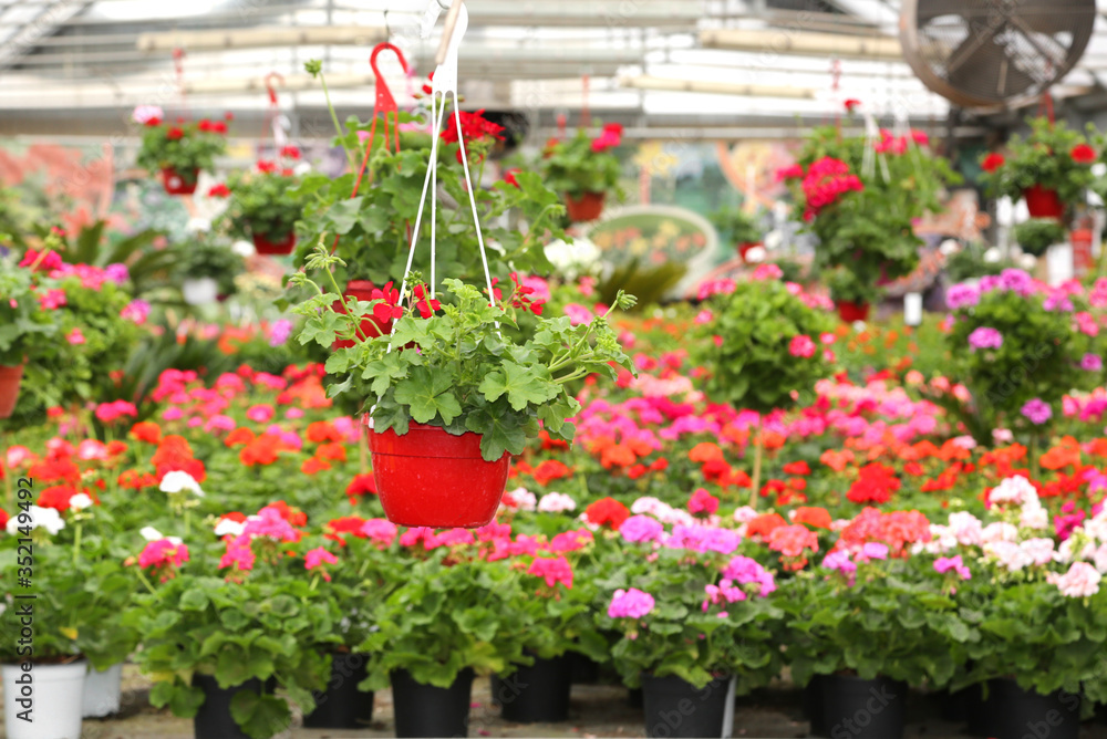 pot of geraniums and flowers for sale in the greenhouse