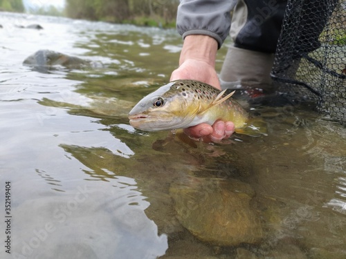 Trout Fishing. Native wild Brown trout caught fly fishing