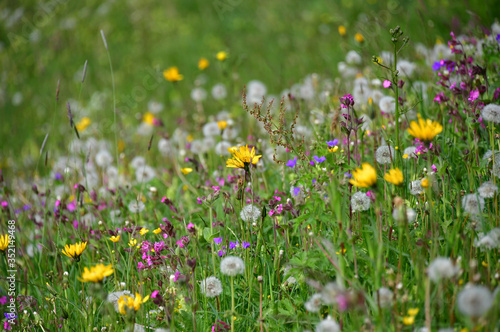 Blumenwiese am Berg