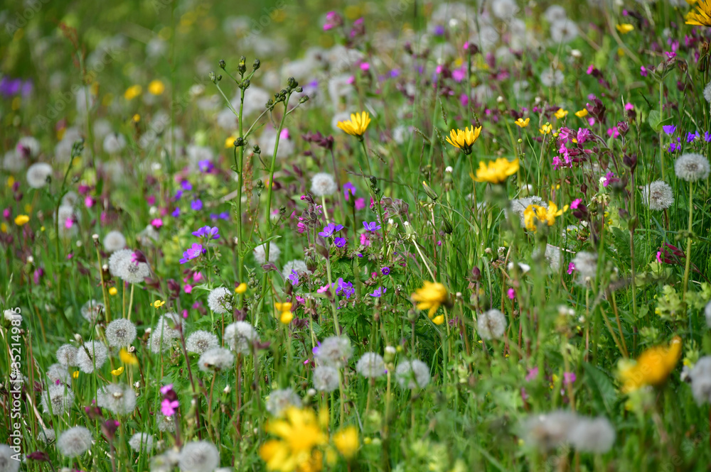 Blumenwiese am Berg