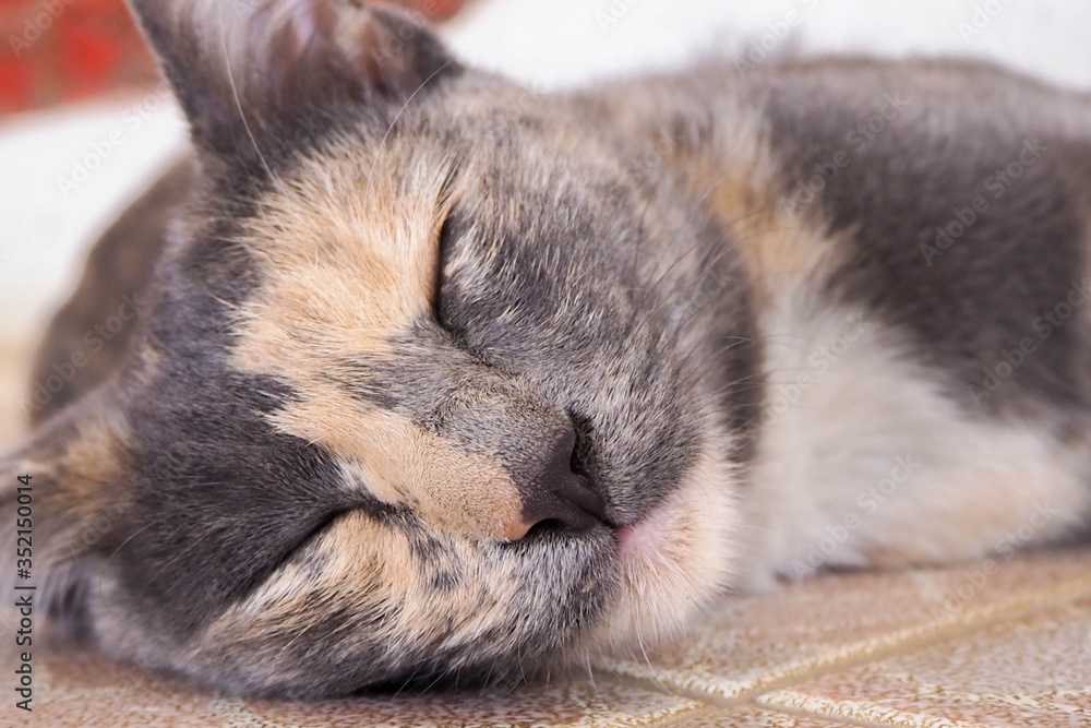 Gray cat is sleeping and waking up with dizziness. Gray cat is sleeping and waking up with dizziness.