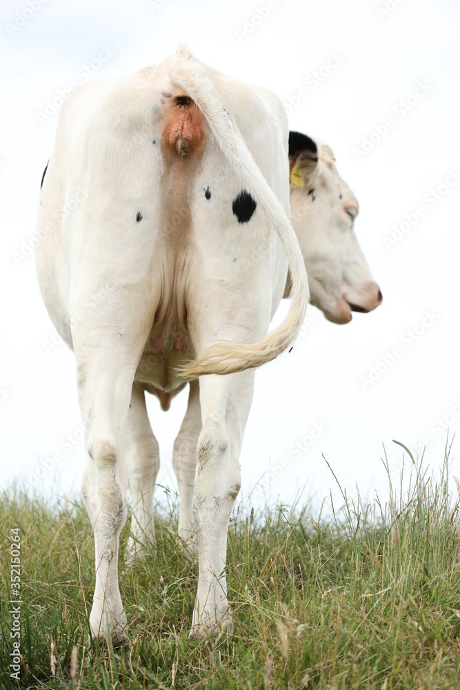 A white and black cow seen straight from behind. A white and black cow seen straight from behind.