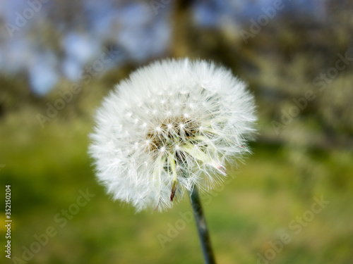 Dandelion   blow ball with trees in background. 