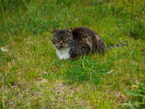 Homeless cat sitting in green grass