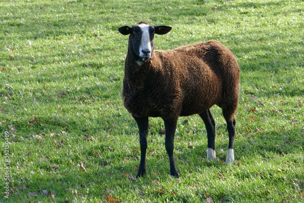 A dark brown sheep stands stands in the meadow and looks straight into the camera. A dark brown sheep stands stands in the meadow and looks straight into the camera.