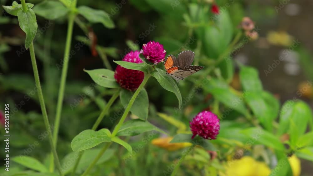 Close-up Of Butterfly Pollinating on a pink flower in garden, blurred green background, extreme close up with backlight. Close-up Of Butterfly Pollinating on a pink flower in garden, blurred green background, extreme close up with backlight.