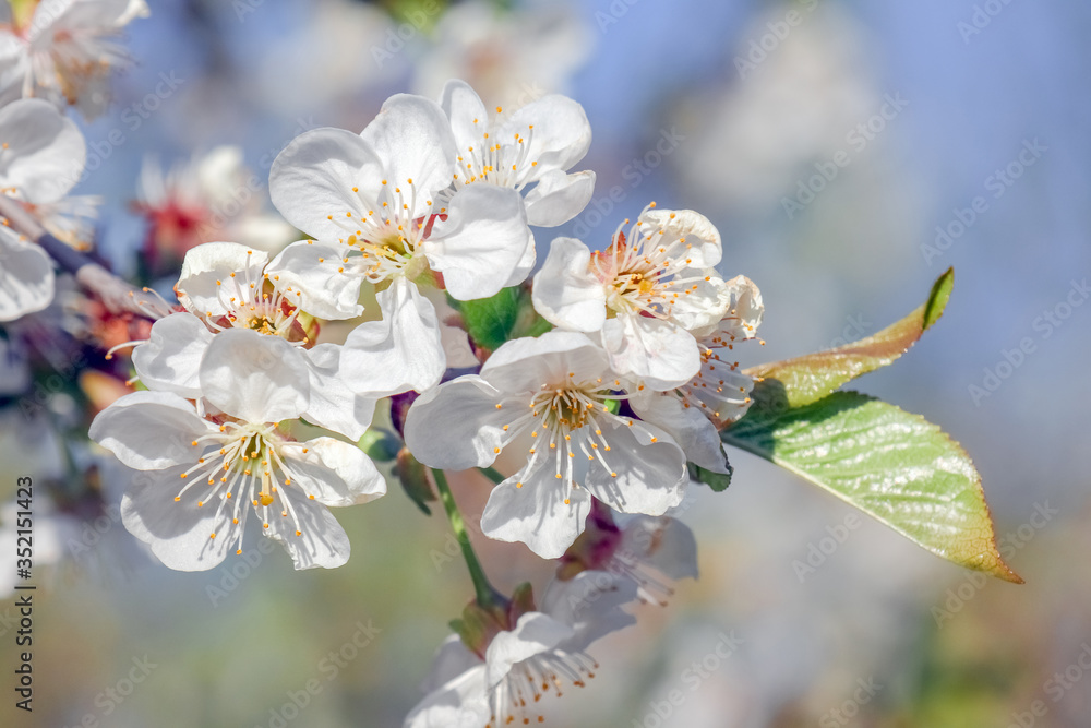 flowering branches of cherry blossoms as a backdrop