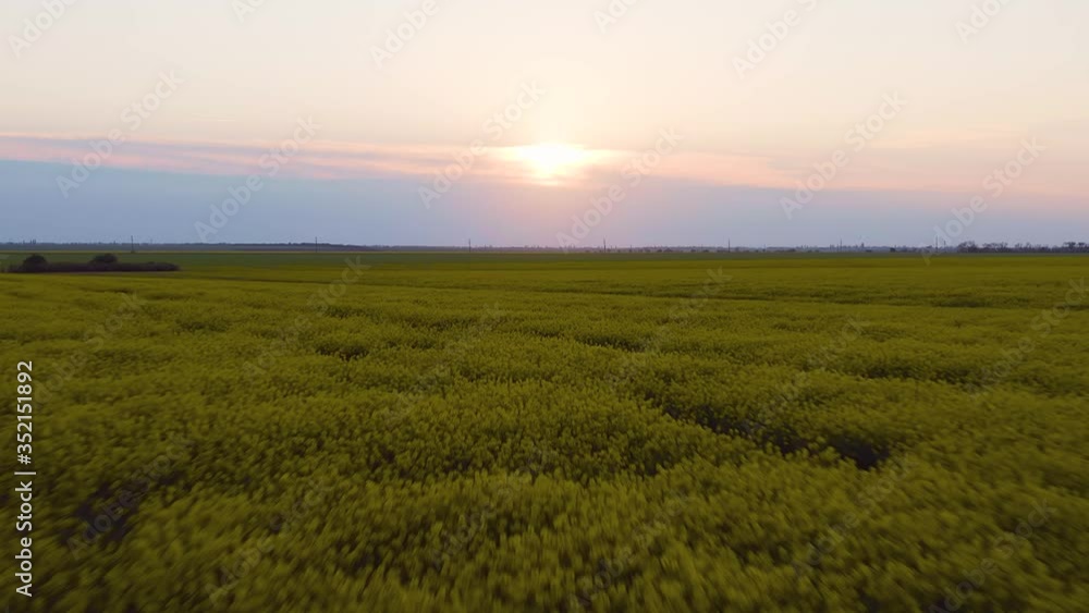 Rape field on sunset in the spring. Drone flight under blooming field, yellow rape. Rape field on sunset in the spring. Drone flight under blooming field, yellow rape.