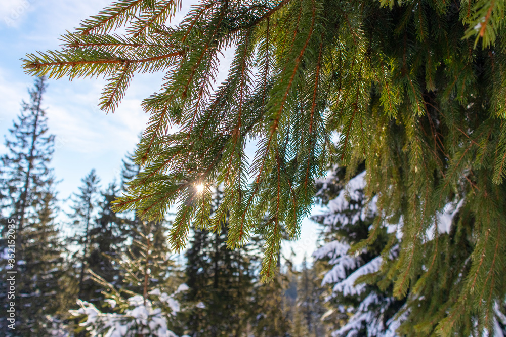 Obraz premium pine branches against blue sky