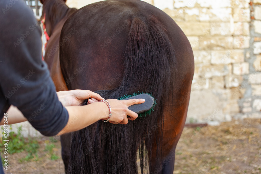 A woman is combing a horse’s tail with a large green brush, comb. Brown horse on a background of a stone stable. Horse care, love for animals.