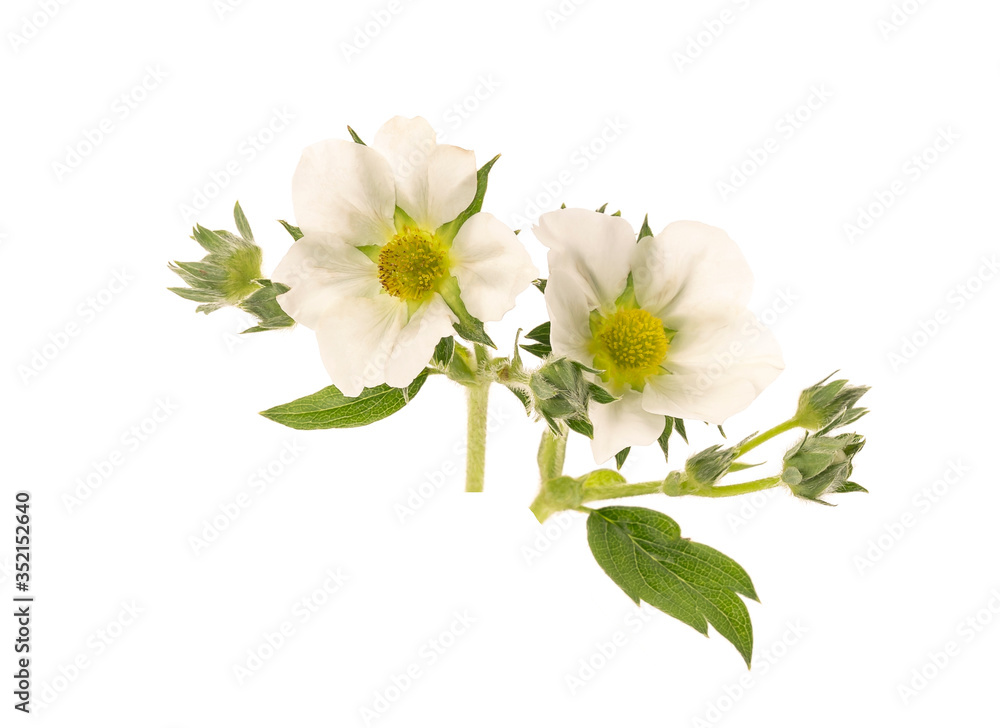 Obraz premium strawberry flowers isolated on white