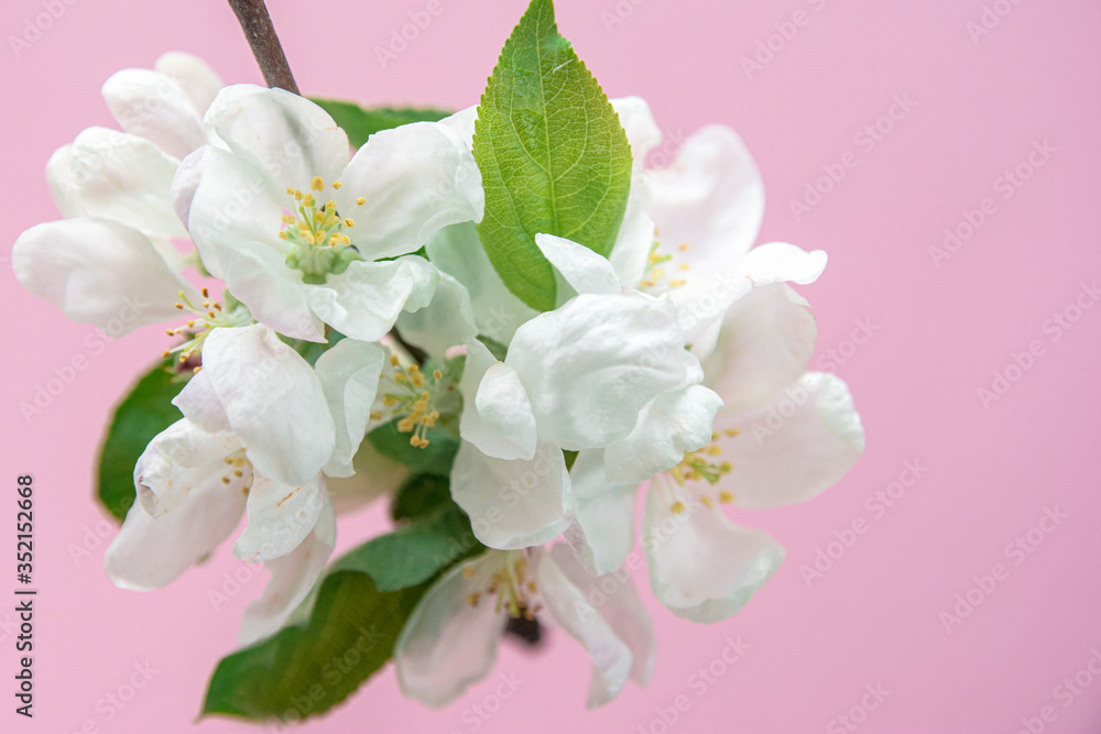Apple tree blossom with green leaves on pink background. Copy space for text Apple tree blossom with green leaves on pink background. Copy space for text