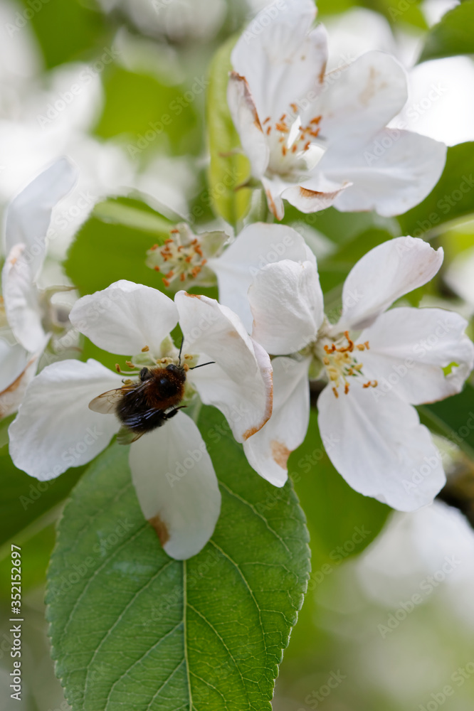 Abeille butine la fleur de pommier au printemps - France Abeille butine la fleur de pommier au printemps - France