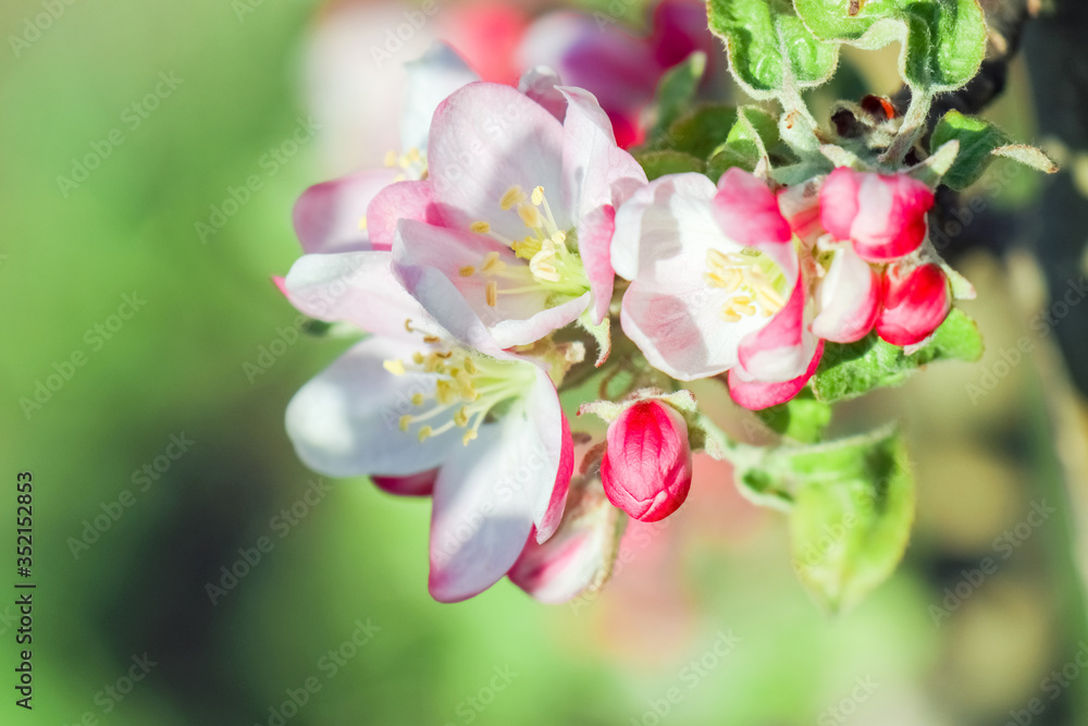 Fototapeta premium blooming branches of Apple trees as a background