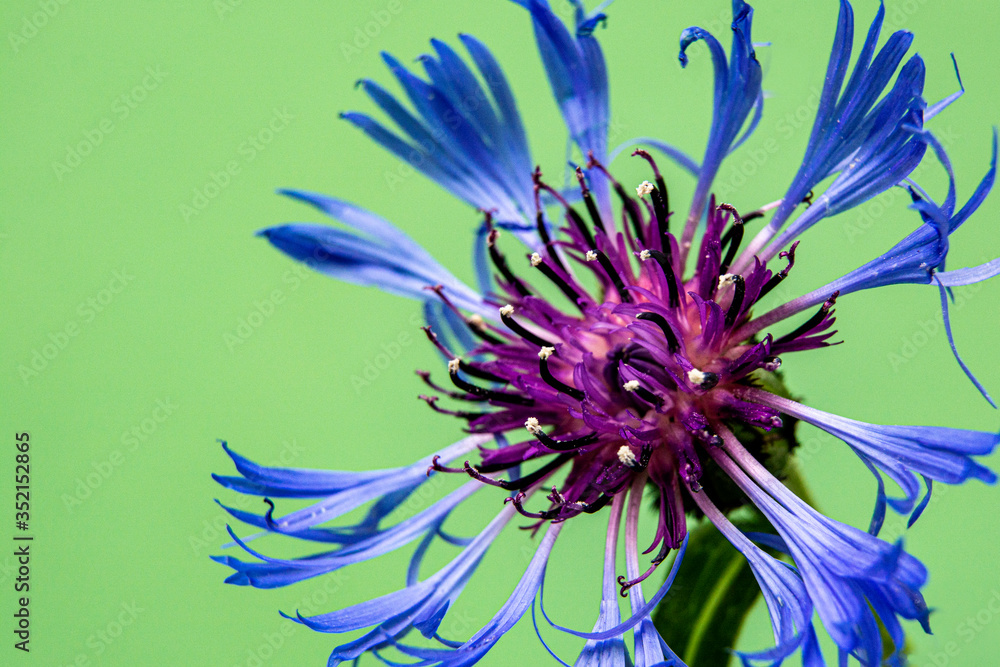 Obraz premium Blue single cornflower on green cereal's background, close up. Copy space for text