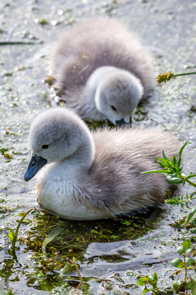 Young cygnets in a stream, in the spring sunshine