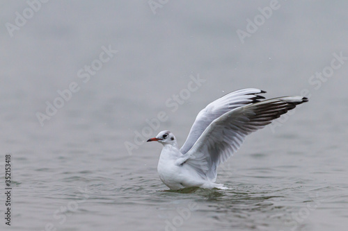 Black-headed gull on the water