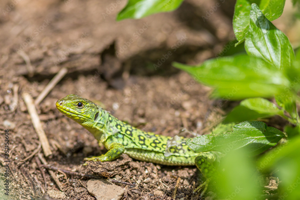 Closeup of a young ocellated lizard in south of Fance Closeup of a young ocellated lizard in south of Fance