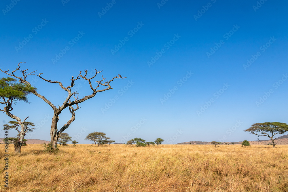 タンザニア・セレンゲティ国立公園の草原と快晴の青空