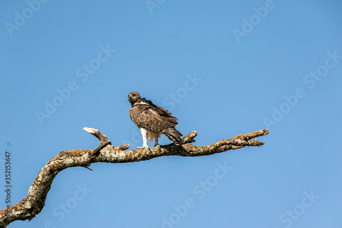 タンザニア・セレンゲティ国立公園で見かけた、木の枝に留まるハゲワシと青空