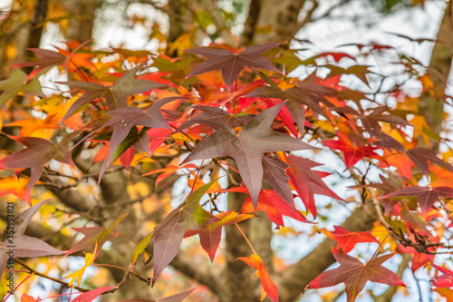 Autumn colours on display in the trees