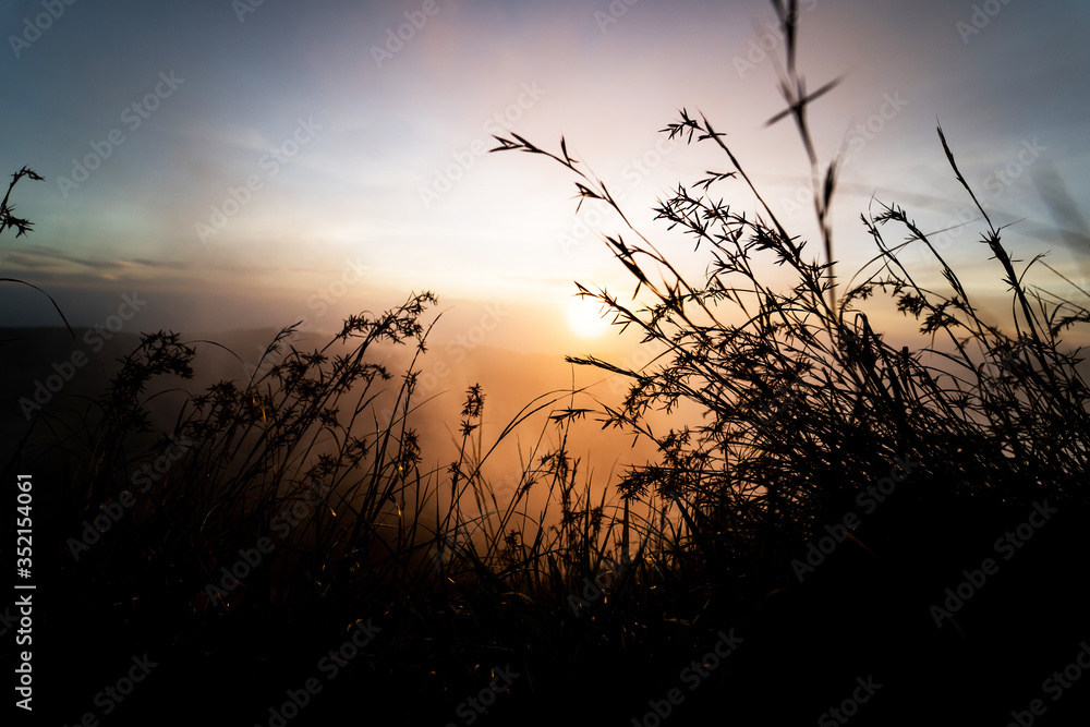 silhouettes of grass against sunset