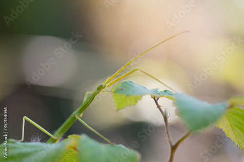 Stick insect standing on a leaf of brambles