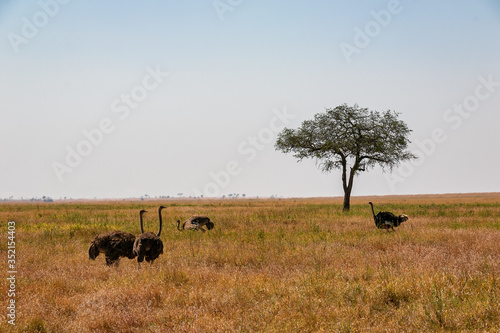 タンザニア・セレンゲティ国立公園で見かけた、求愛行動をするダチョウの群れ