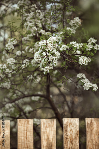 
Pear flowering in the garden behind a wooden fence