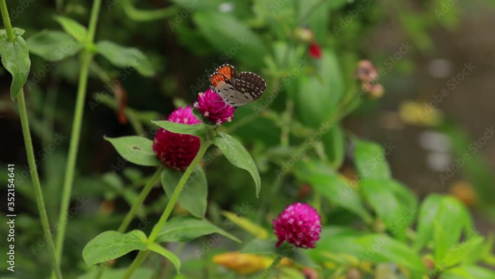Close-up Of Butterfly Pollinating on a pink flower in garden, blurred green background, extreme close up with backlight. Close-up Of Butterfly Pollinating on a pink flower in garden, blurred green background, extreme close up with backlight.