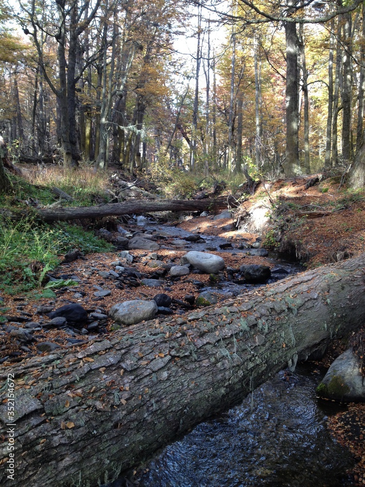 stream in the forest