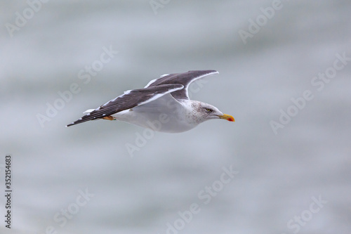 Lesser Black-backed Gull flying oivet the mediterranean sea