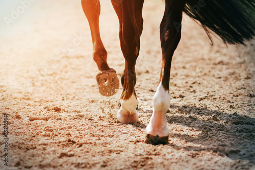 The feet of a black racehorse galloping across a sandy arena, its hooves kicking up sand and dust into the air.