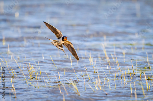 Barn swallow flying over a pond