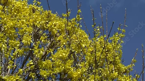 Forsythien vor tiefblauem Himmel im Wind photo