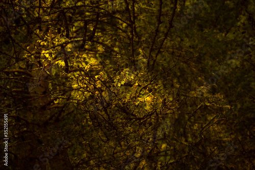Abstract autumn folliage in the wood