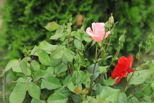 pink tulip in garden