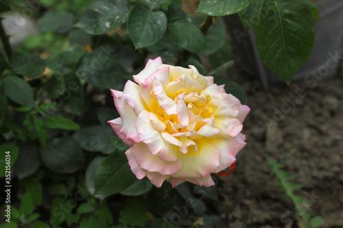 pink and yellow flower